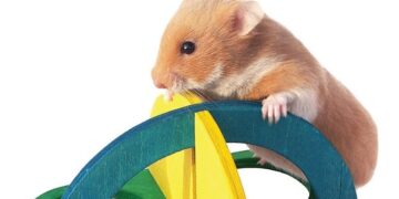 Игрушки для грызунов: как обогатить их среду и повысить активность