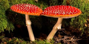 Prävention von Hautkrankheiten durch Mikrodosierung von getrocknetem Fliegenpilz