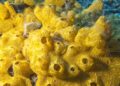 The enigmatic world of sea sponges: nature’s ancient marvels revealed