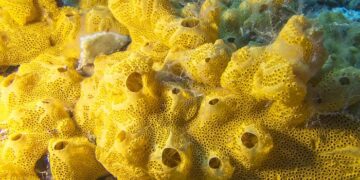 The enigmatic world of sea sponges: nature’s ancient marvels revealed