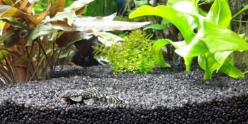 Ґрунт в акваріумі: вплив на здоров’я риб і рослин