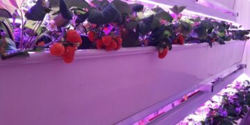 Оптимальне освітлення для ваших рослин: використання фіто світильників