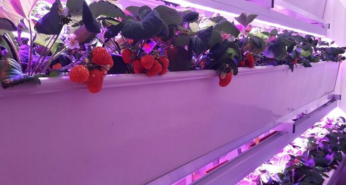 Оптимальне освітлення для ваших рослин: використання фіто світильників